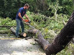 Best Tree Preservation Services  in Uvalde, TX