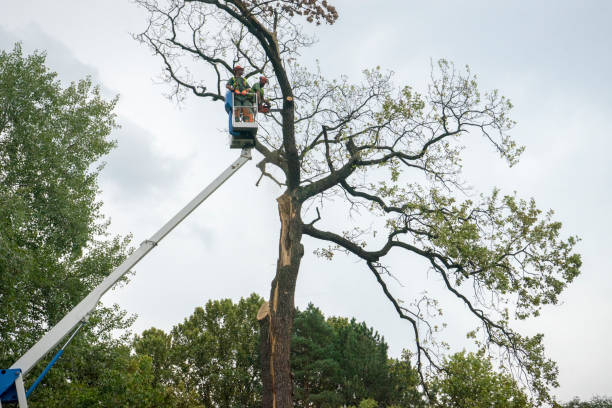 How Our Tree Care Process Works  in  Uvalde, TX