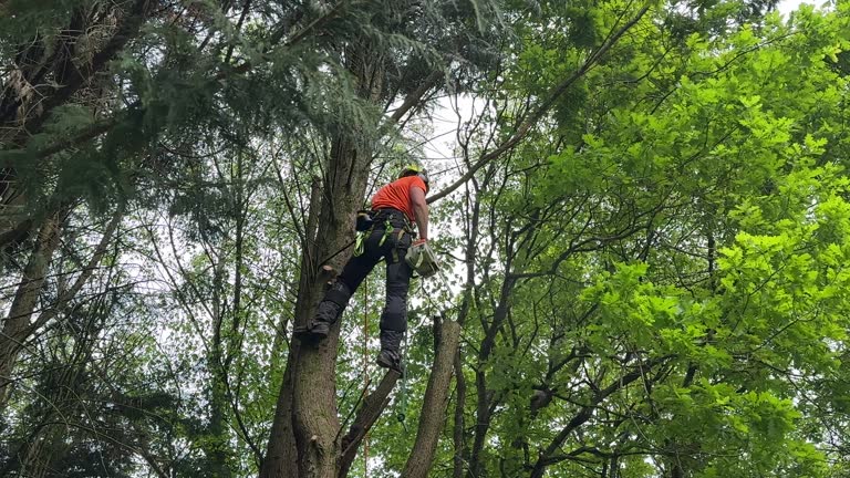 Best Fruit Tree Pruning  in Uvalde, TX