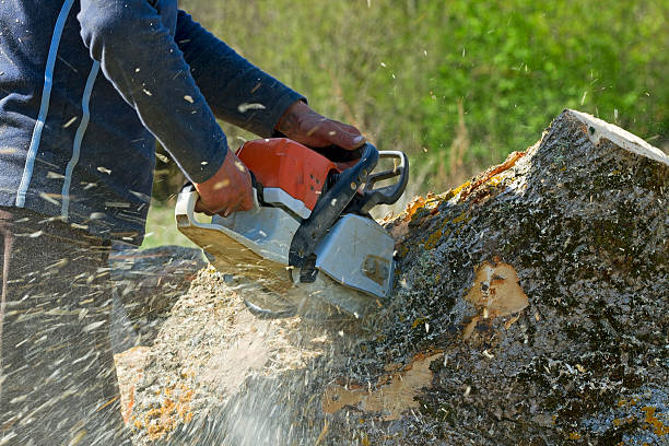 Best Commercial Tree Services  in Uvalde, TX