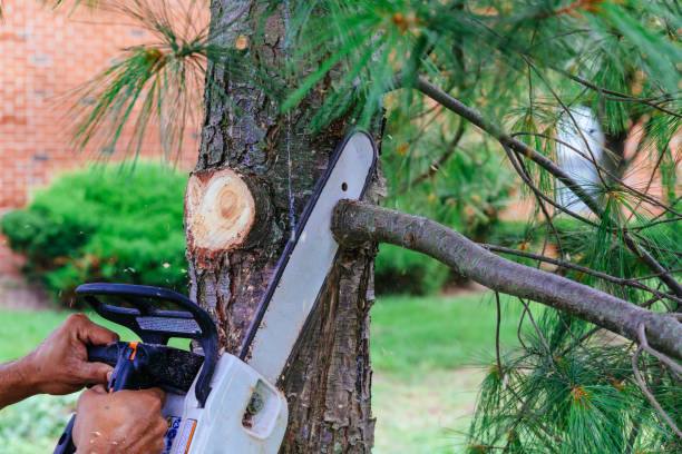 Professional Tree Removal in Uvalde, TX